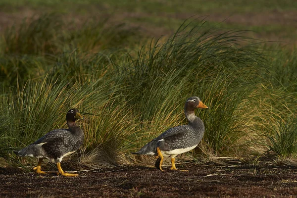 Falkland Steamer Ducks Tachyeres Brachypterus Caminando Junto Hierba Tussock Isla — Foto de Stock