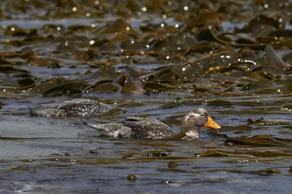 Falkland Steamer Ducks Tachyeres Brachypterus Alimentándose Costa Isla Sea Lion — Foto de Stock