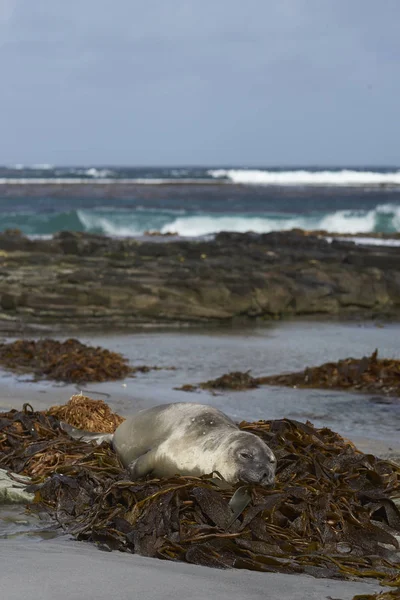 ミナミゾウアザラシ Leonina フォークランド諸島のアシカ島のビーチで昆布の山に眠っています — ストック写真