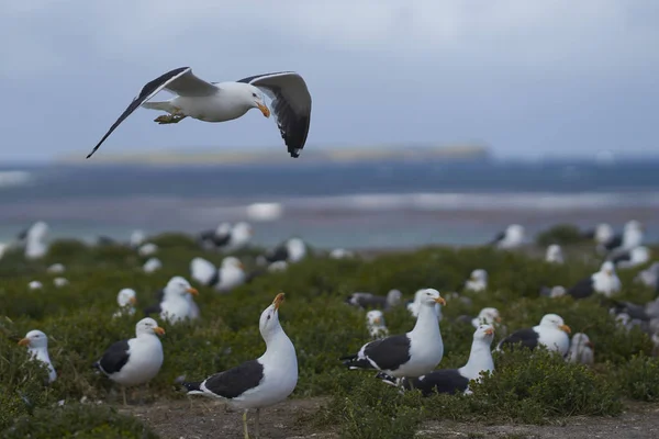 Hodowla Kolonii Kelp Gull Larus Dominicanus Zagnieżdżanie Obok Delfinów Mewy — Zdjęcie stockowe