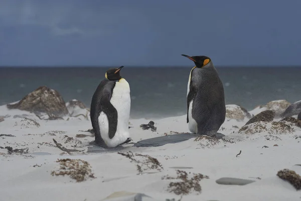 King Penguins Aptenodytes Patagonicus Windy Day Coast Sea Lion Island — Stock Photo, Image
