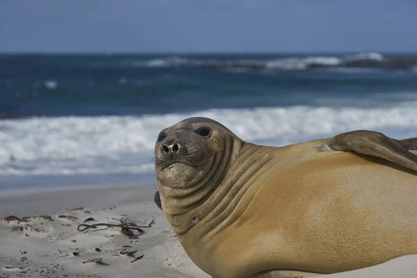 Southern Elephant Seal Mirounga Leonina Sandy Beach Sealion Island Falkland — Stock Photo, Image