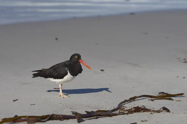 Magellán Csigaforgató Haematopus Leucopodus Egy Homokos Strandján Oroszlánfóka Szigeten Falkland — Stock Fotó