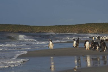 Deniz aslanı Adası Falkland Adaları'nda bir kum plajındaki Gentoo penguenleri (Pygoscelis papua).