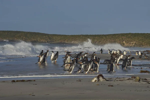 Gentoo Penguins Pygoscelis Papua Una Playa Arena Isla Sea Lion —  Fotos de Stock