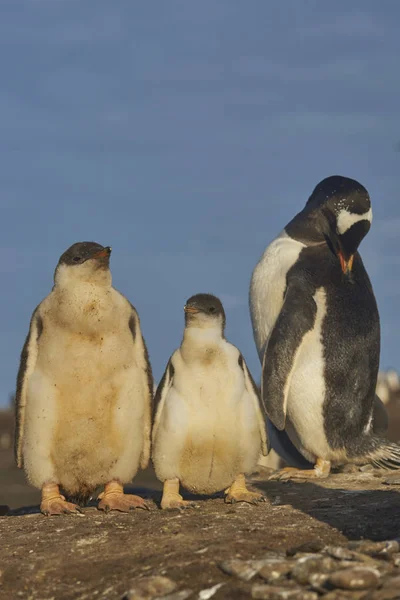 Πιγκουίνους Gentoo Pygoscelis Παπούα Στο Θαλάσσιο Λιοντάρι Νησί Στις Νήσους — Φωτογραφία Αρχείου