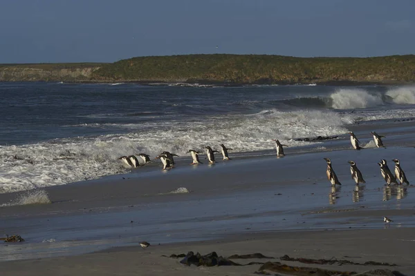 Gentoo Pingviner Pygoscelis Papua Sandstrand Sea Lion Falklandsöarna — Stockfoto