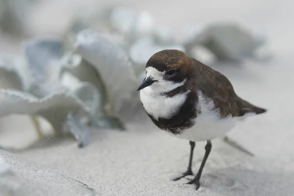 Δύο Κλιμακωτά Βροχοπούλι Charadrius Falklandicus Αναζήτηση Τροφής Μεταξύ Λάχανο Θάλασσα — Φωτογραφία Αρχείου