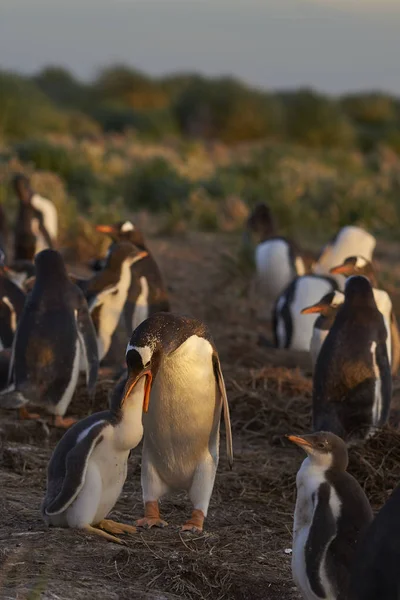 Pintos Gentoo Penguin Pygoscelis Papua Com Adulto Ilha Leão Marinho — Fotografia de Stock