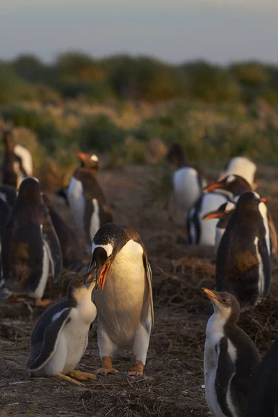 フォークランド諸島の海のライオン島の大人は ジェンツー ペンギンひよこジェンツー — ストック写真