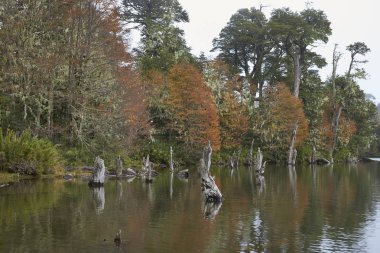 Laguna Captren Conguillio Milli Park alanında Araucania, Güney Şili Durgun sular sonbahar yaprakları ağaçların yansıması.