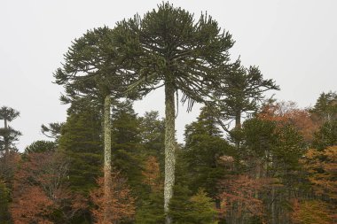 Araucania Trees (Araucaria araucana) in  in Conguillio National Park in southern Chile clipart