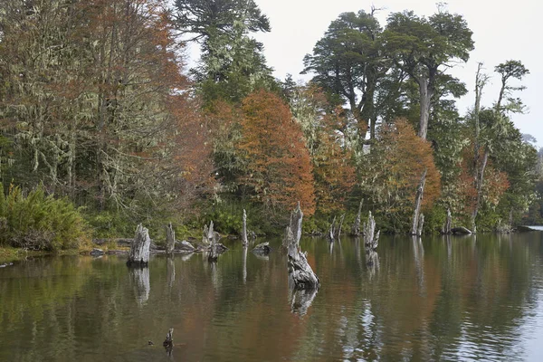 Bäume Herbstlaub Spiegeln Sich Stillen Wasser Der Laguna Captren Conguillio — Stockfoto