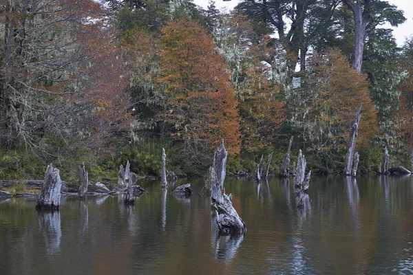 Árboles Follaje Otoñal Reflejados Las Aguas Tranquilas Laguna Captren Parque —  Fotos de Stock