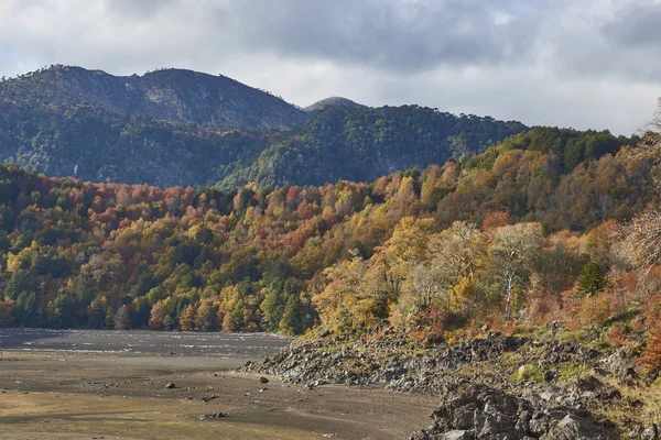 Parque Nacional Conguillio Sur Chile Orilla Del Lago Conguillio Rodeada — Foto de Stock