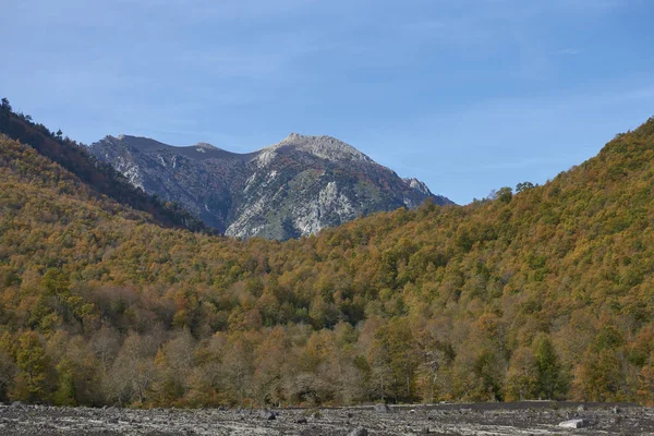 Jesień Parku Narodowego Conguillio Południowym Chile Drzewa Jesiennych Liści Pierwszym — Zdjęcie stockowe
