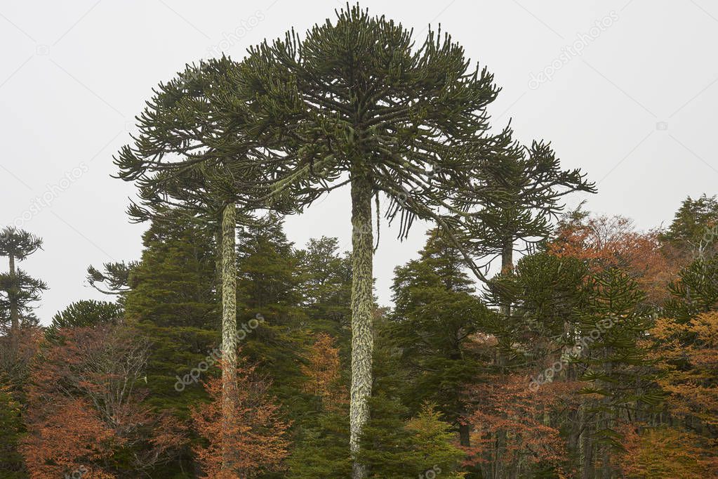 Araucania Trees (Araucaria araucana) in  in Conguillio National Park in southern Chile