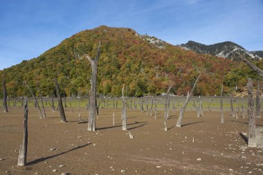 Sonbahar renkleri Laguna Verde Conguillio Milli Parkı Araucania, Güney Şili'çevreleyen ormanlık yamaçlarda. Ön planda ölü ağaç kütükleri.