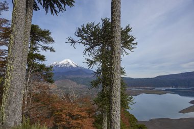 Snow capped peak of Volcano Llaima (3125 meters) in Conguillio National Park in southern Chile. Araucania Trees (Araucaria araucana) in the foreground. clipart