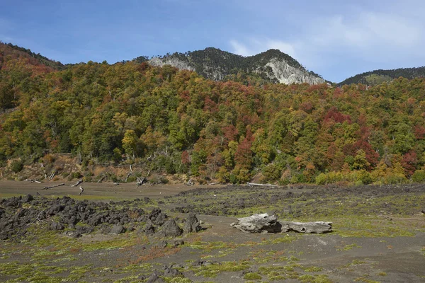 Sonbahar Conguillio Milli Parkı Nda Güney Şili Deki Planda Sonbahar — Stok fotoğraf