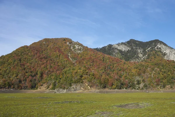 Herfst Het Conguillio National Park Het Zuiden Van Chili Bomen — Stockfoto