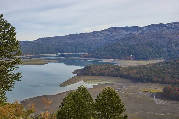 Parque Nacional Conguillio Sur Chile Orilla Del Lago Conguillio Rodeada — Foto de Stock