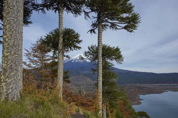 Snow Capped Peak Volcano Llaima 3125 Meters Conguillio National Park — Stock Photo, Image