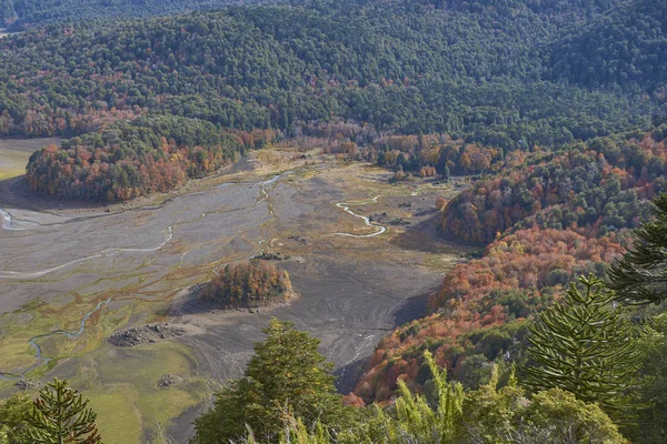 Parque Nacional Conguillio Sur Chile Orilla Del Lago Conguillio Rodeada — Foto de Stock