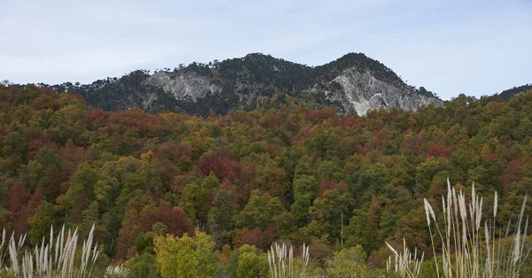 Herbst Conguillio Nationalpark Süden Chiles Bäume Herbstlichen Laub Vordergrund Immergrüne — Stockfoto