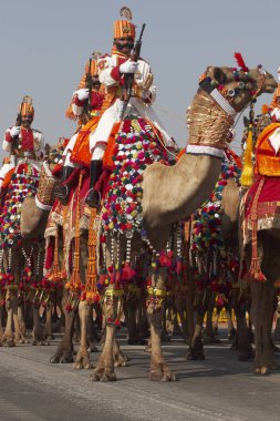Yeni Delhi, Hindistan - 23 Ocak 2008: Askerleri, Hint sınır güvenlik kuvvetleri develerini yıllık Cumhuriyet günü yürüyüşü için hazırlık Raj yolda sürme
