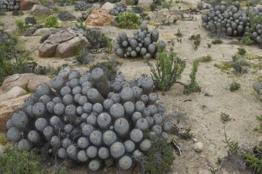 Kaktüsler Atacama Çölü'Copiapoa De Carrizal (Copiapoa dealbata) kümeleri. Kuzey Şili'deki Vallenar Yakındaki Parque Nacional Llanos de Challe.