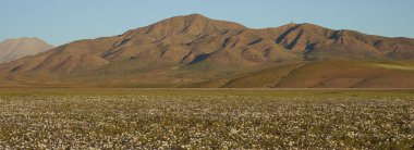 Atacama Çölü çiçeklenir. Beyaz Nolana çiçek (Nolana baccata) yakınındaki Copiapó, kuzey Şili'deki Atacama Çölü'nde nadir yağmur sonra çiçek halı.