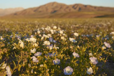 Atacama Çölü çiçeklenir. Beyaz Nolana çiçek (Nolana baccata) yakınındaki Copiapó, kuzey Şili'deki Atacama Çölü'nde nadir yağmur sonra çiçek halı.
