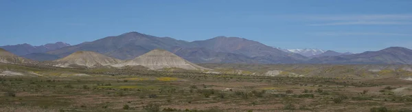 Krajobraz Pustyni Atacama Wzdłuż Autostrady American Pan Chile Wiosenne Kwiaty — Zdjęcie stockowe