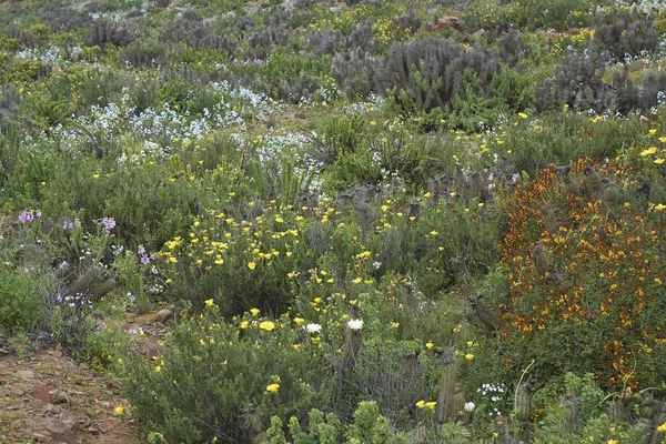 在智利北部科皮亚波附近的卡玛卡沙漠中的不寻常降雨后 在卡玛卡沙漠的花朵 — 图库照片