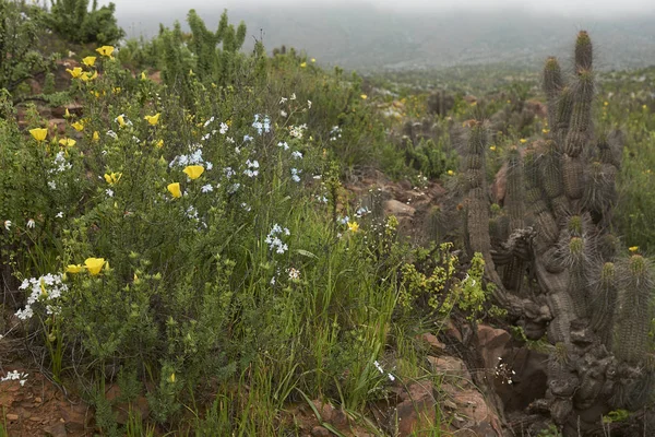 Blommor Atacamaöknen Efter Ovanliga Regn Atacama Öknen Nära Copiapo Norra — Stockfoto