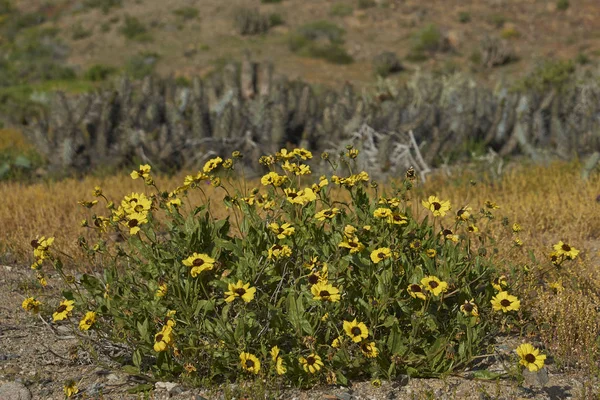 Květiny Poušti Neobvyklé Deště Poušti Poblíž Copiapo Severním Chile — Stock fotografie