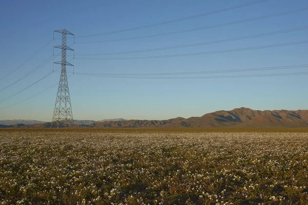 Fiori Nel Deserto Atacama Tappeto Fiori Bianchi Nolana Nolana Baccata — Foto Stock