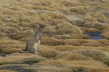 Mountain Viscacha (Lagidium viscasia) resting in a wetland area of Lauca National Park in northern Chile. clipart