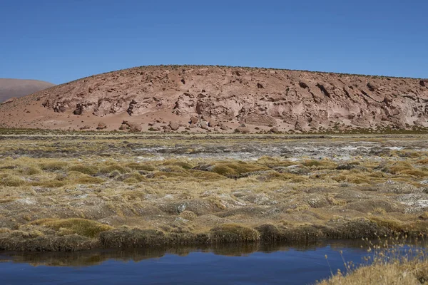 Wetland Langs Een Zijrivier Van Rivier Lauca Hoog Altiplano Van — Stockfoto