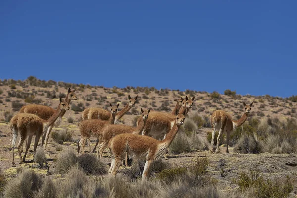 アルティプラノ北部チリ ラウカ国立公園でのビクーニャ ビクーニャ ビクーニャ — ストック写真