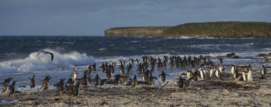 Gentoo penguenleri (Pygoscelis papua) büyük bir grup için başlık kısa bir sabah Sealion Adası Falkland Adaları'nda denizde yüzmek.