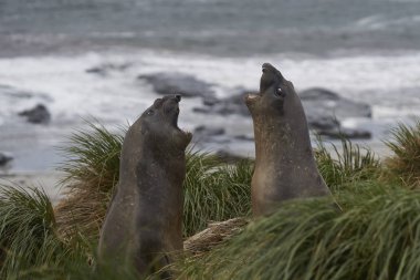 Genç Güney deniz kenarı Sealion Adası Falkland Adaları'nda tussock çim bakmak deniz fili (Mirounga leonina).