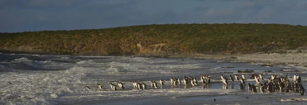 Large Group Gentoo Penguins Pygoscelis Papua Heading Short Early Morning — Stock Photo, Image