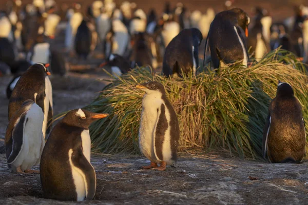 Νεοσσός Πιγκουίνος Gentoo Pygoscelis Παπούα Ενηλίκων Στο Θαλάσσιο Λιοντάρι Νησί — Φωτογραφία Αρχείου