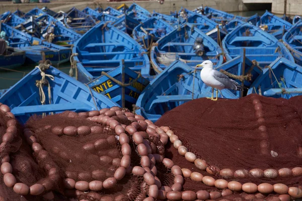 Essaouira Marocko Oktober Små Trä Fiskebåtar Inuti Den Historiska Hamnen — Stockfoto