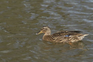 Slimbridge Gloucestershire, İngiltere için bir gölde yüzmeye yeşilbaş ördek (Anas platyrhynchos)