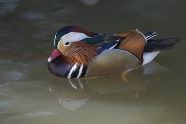 Erkek Mandarin süslü ve renkli tüyleri gösterilen ördek (AIX galericulata). 