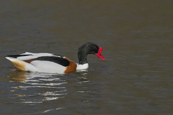 Shelduck Tadorna Tadorna Nadando Uma Lagoa Slimbridge Gloucestershire Reino Unido — Fotografia de Stock