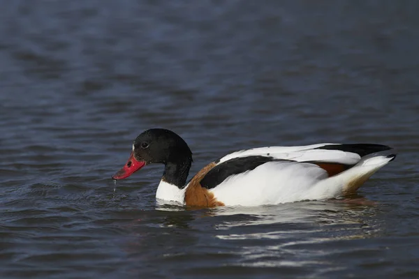 Βαρβάρας Tadorna Tadorna Κολύμβηση Μια Λίμνη Στο Slimbridge Gloucestershire Ηνωμένο — Φωτογραφία Αρχείου